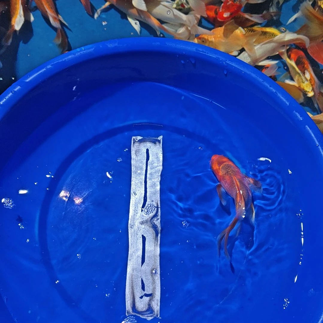中国大陆冷水观赏鱼蝴蝶鲤