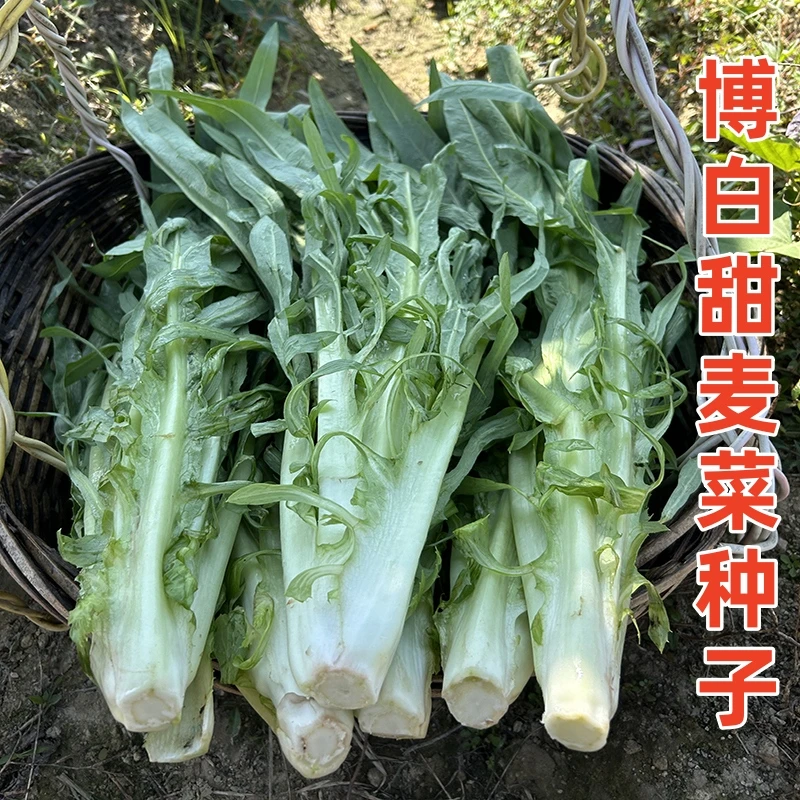 正宗广西博白甜麦高产量菜苦麻麦菜阳台可盆栽种蔬菜四季种子籽