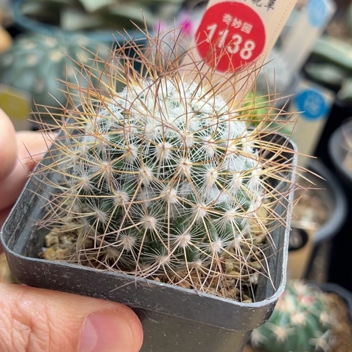 实生狂刺海泉一棵仙人球