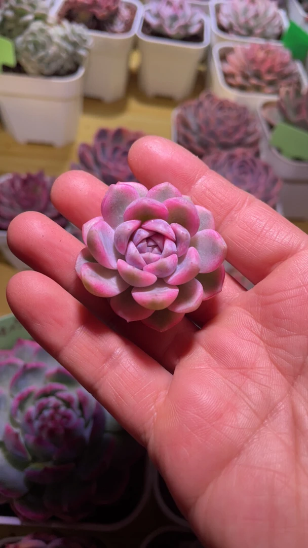 汉堡多肉锦盆栽花卉