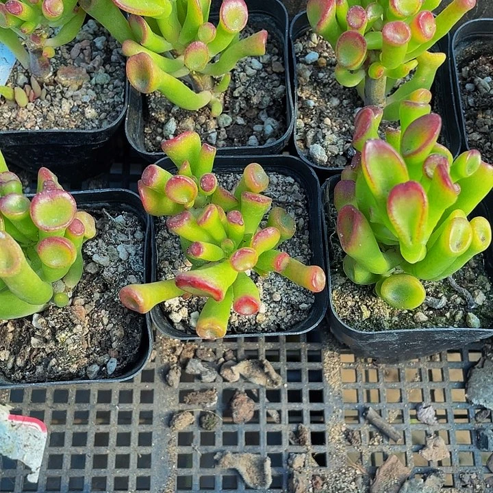 6.5方西财树带盆土