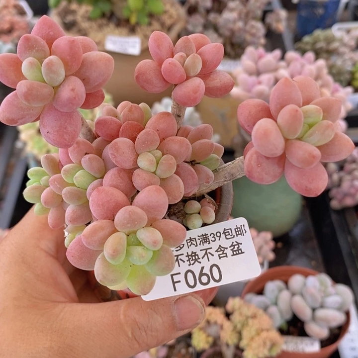 鱼子酱老桩有砍8cm060多肉植物