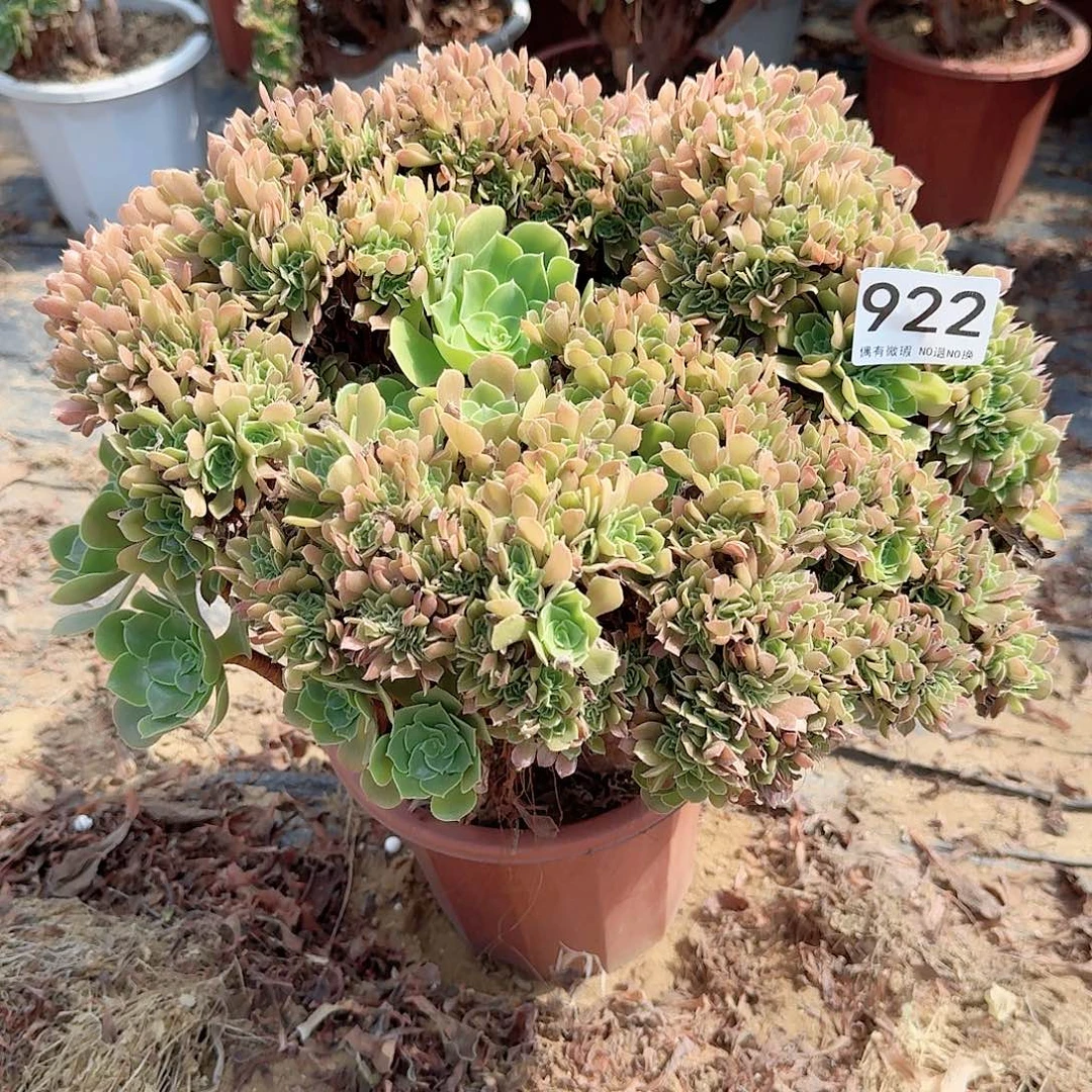 922火玫瑰朵朵一颗呀呀