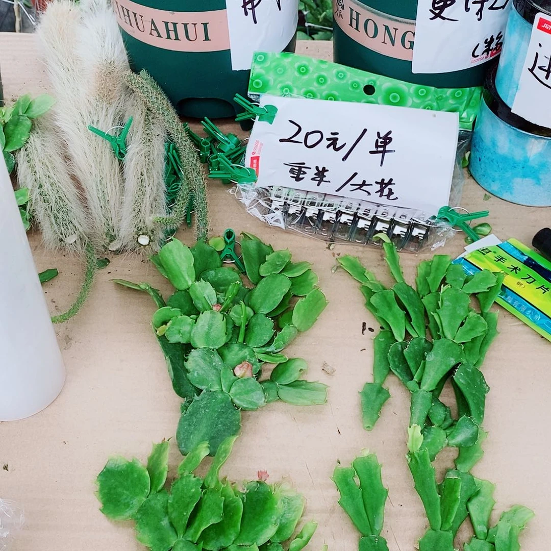 迎***扬无花朵叶片福利一物一拍