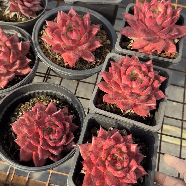 不知名多肉植物绿植