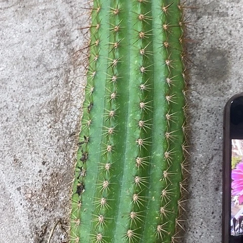 飞碟杂毛花，258900