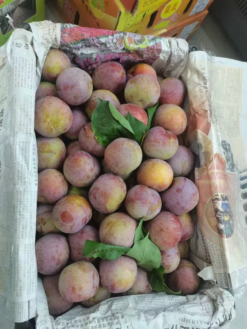 芙蓉李5斤装永泰鲜食李现摘现发脆甜多汁当季水果