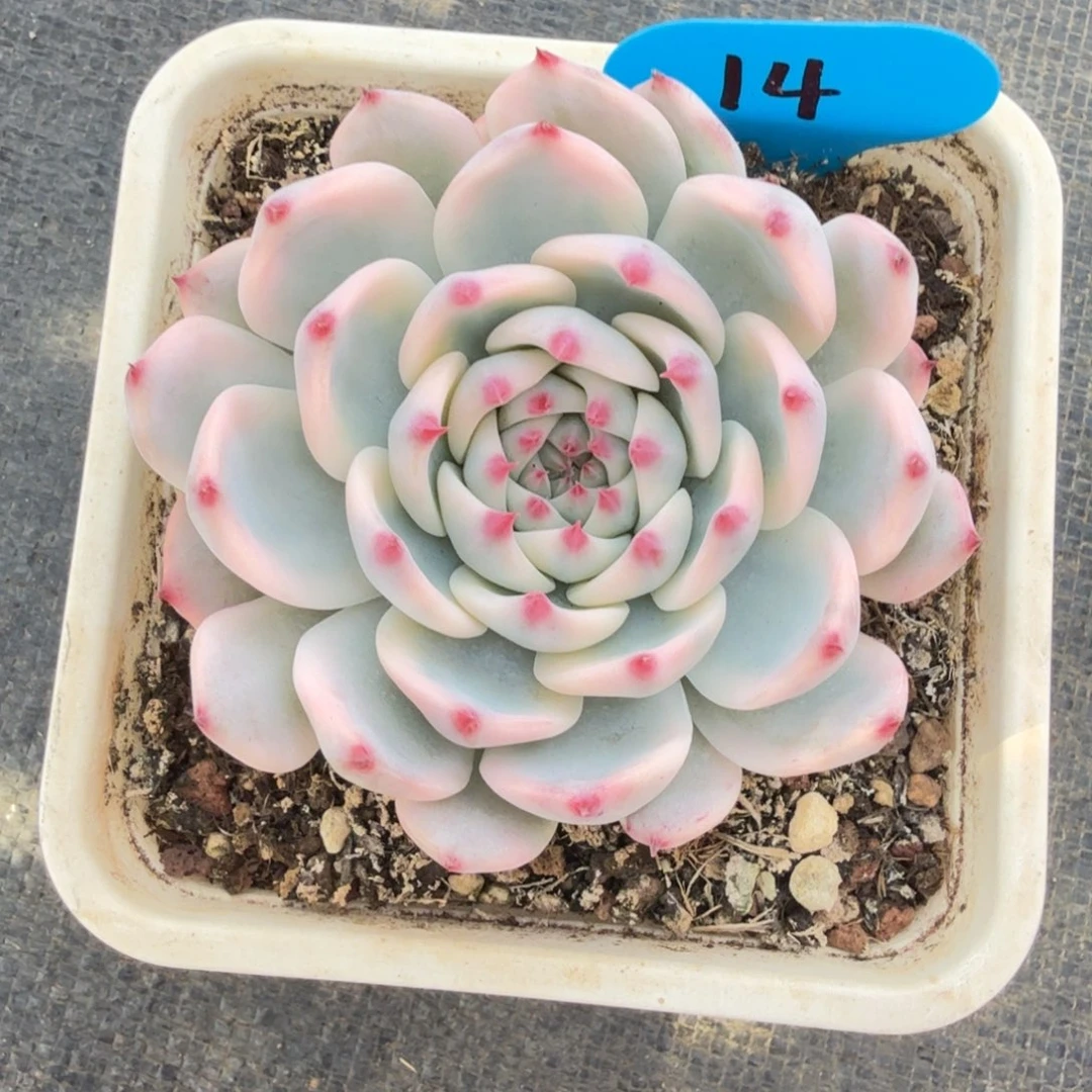 金***姿吉娃娃锦锦上园艺一物一拍