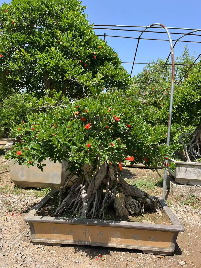 庭院绿植首选大红袍盆景