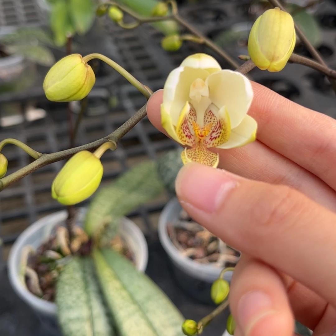 完全开放4寸22in开花株