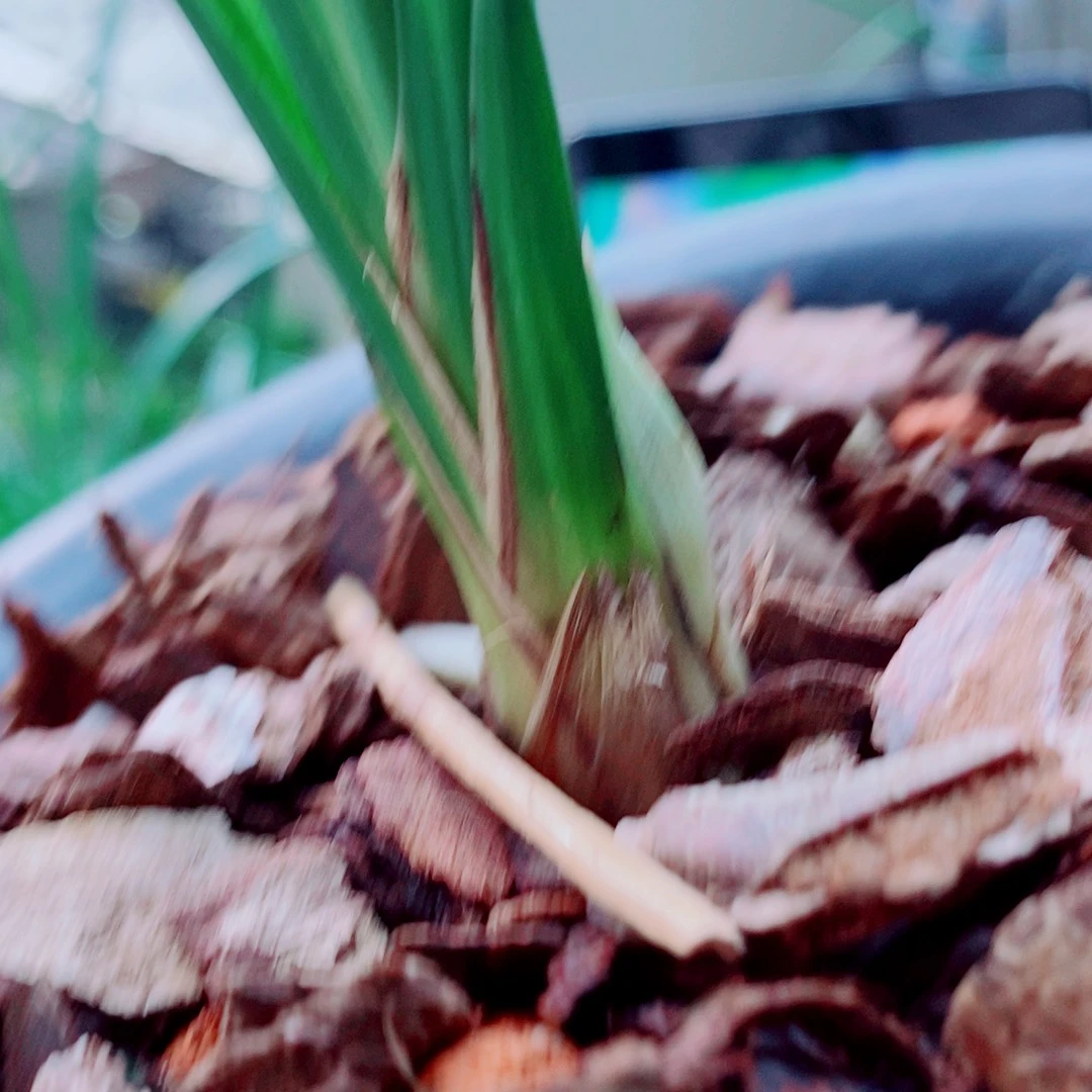 当前无花栽培后可以开花