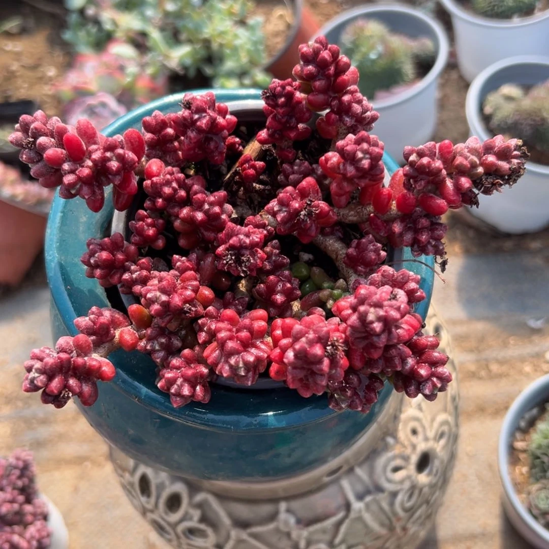 多肉们破哟哟哟哟哟哟中央音乐学院