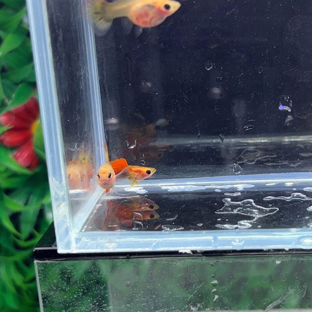 孔雀鱼深海蓝111111