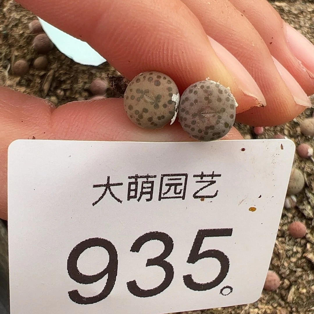 一物一拍2颗优选匈牙利种源1452.64火龙果安贞优选935