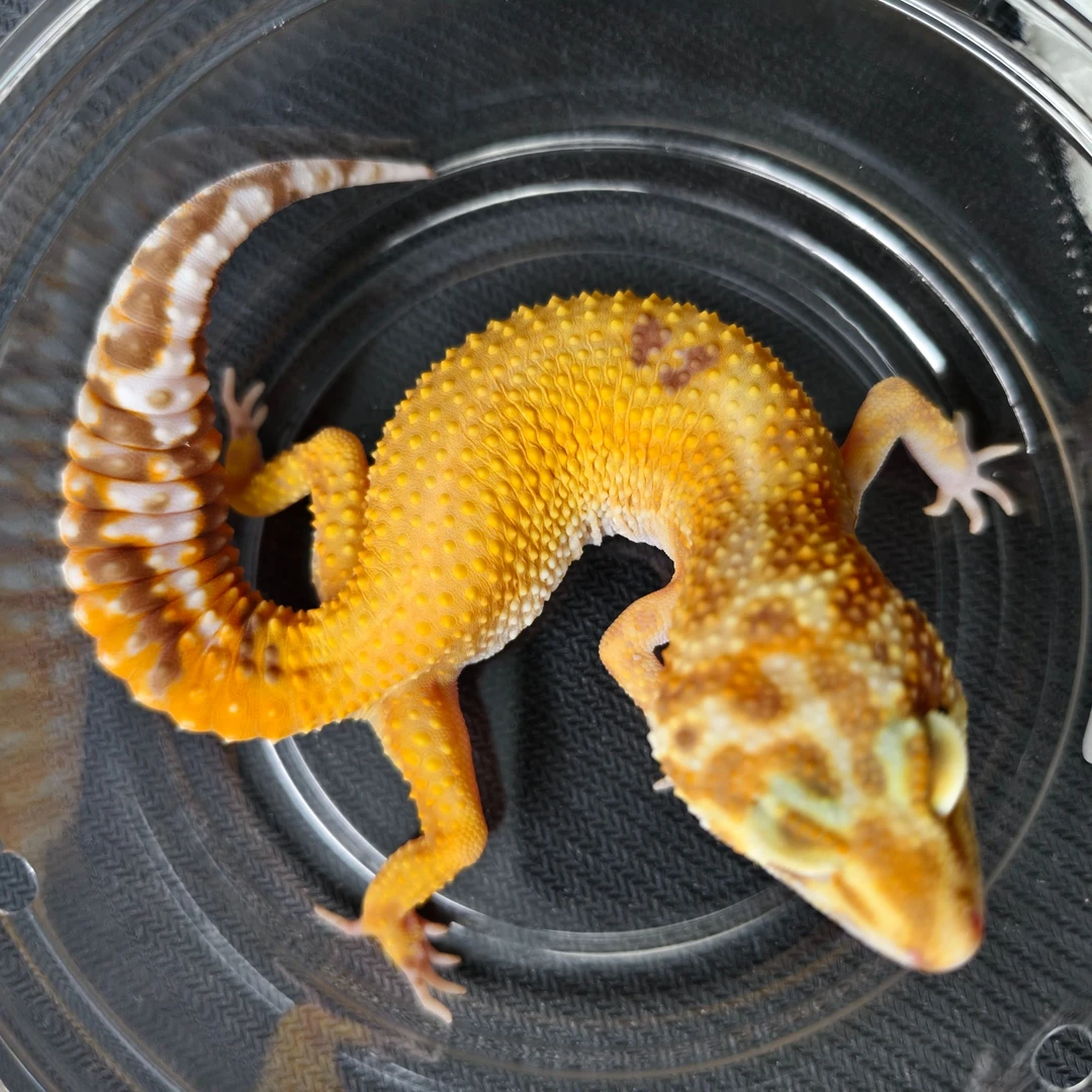 蜡笔暴龙守宫  妹妹