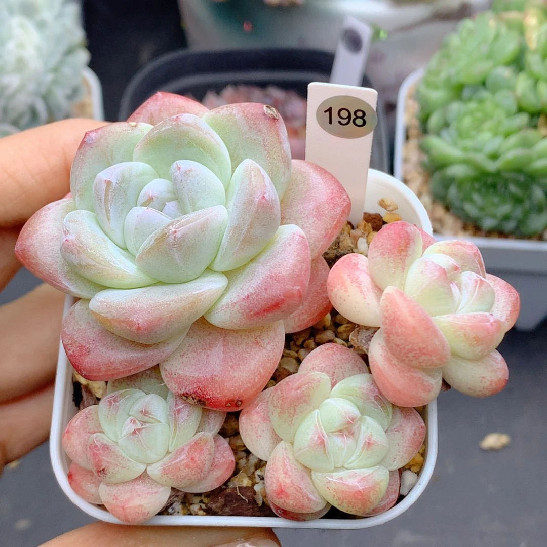 58包邮  群生不包整198