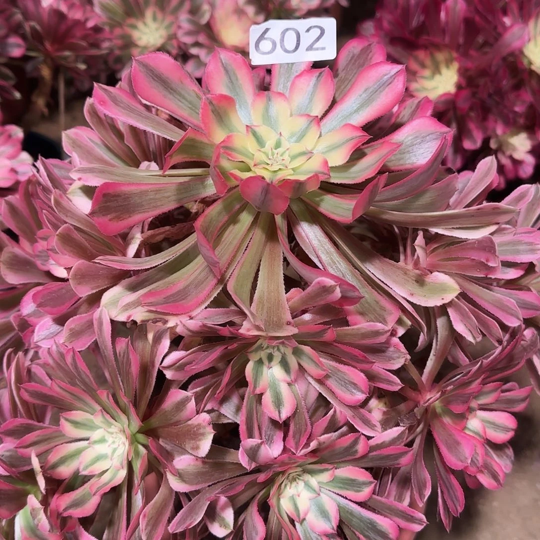 多肉植物法师粉铜602