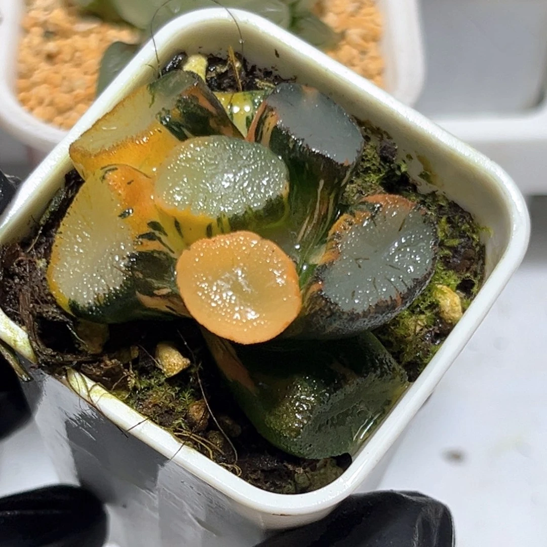 恭喜发财大吉大利0780