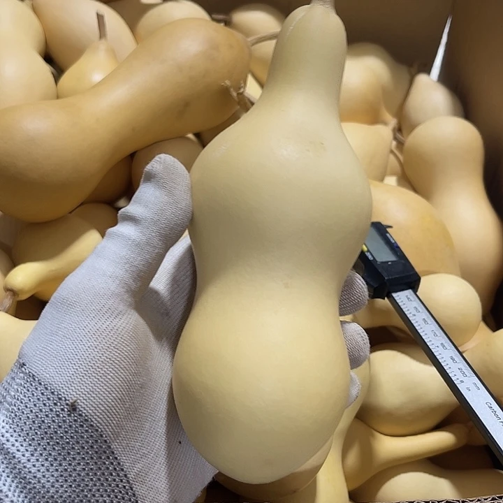 枫葫芦啊啊啊啊啊