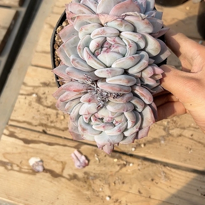 【闪购商品】无砍星影