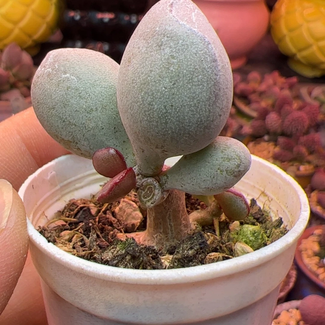 球球紫蛋 啦啦啦啦啦啦啦啦啦