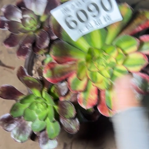 爱马仕多肉植物6090