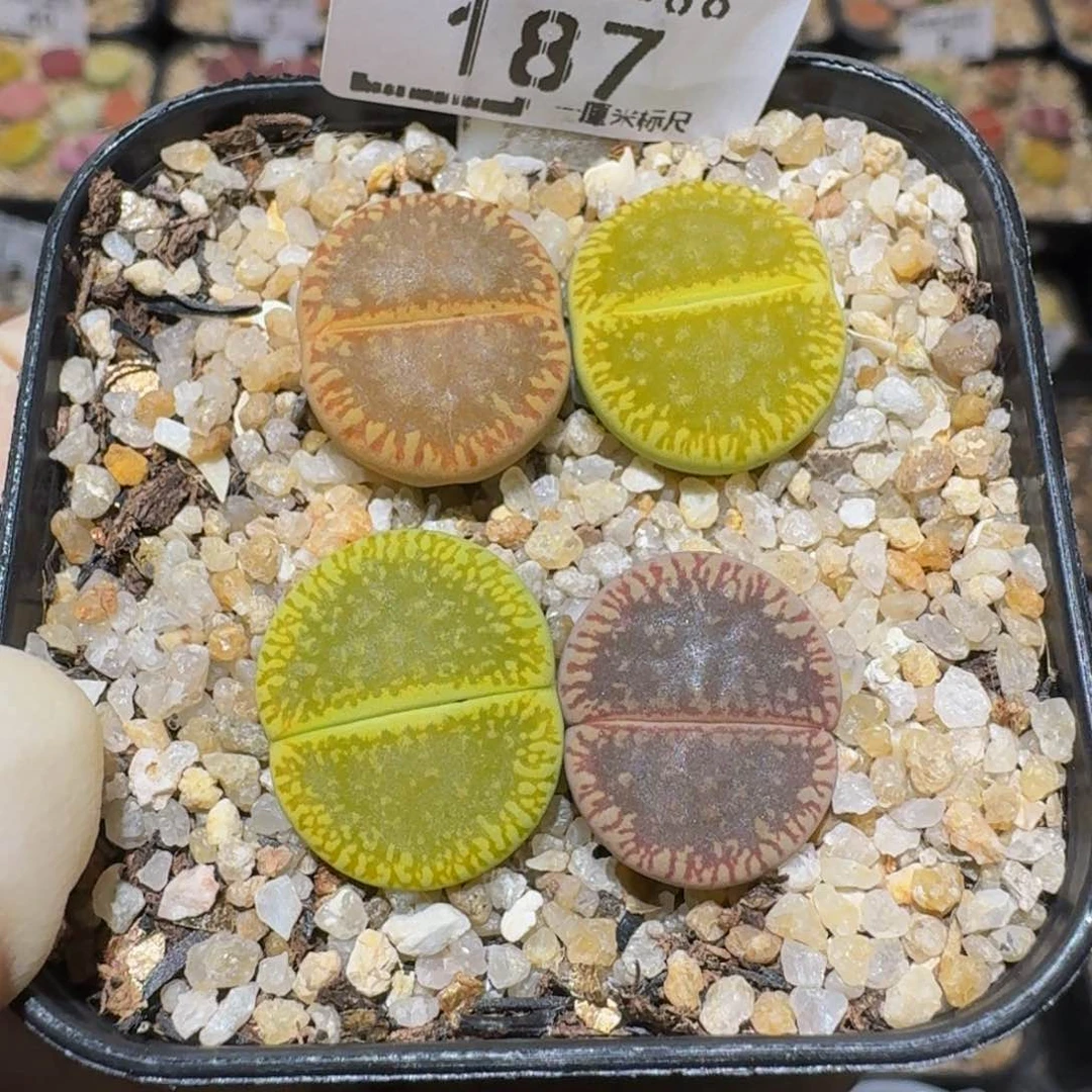 Ssss精品生石花187