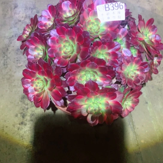 美*多肉植物396多肉