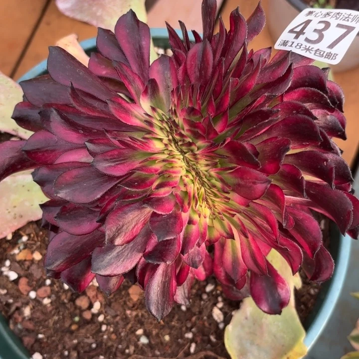 437美姬缀化掌心多肉法师锦