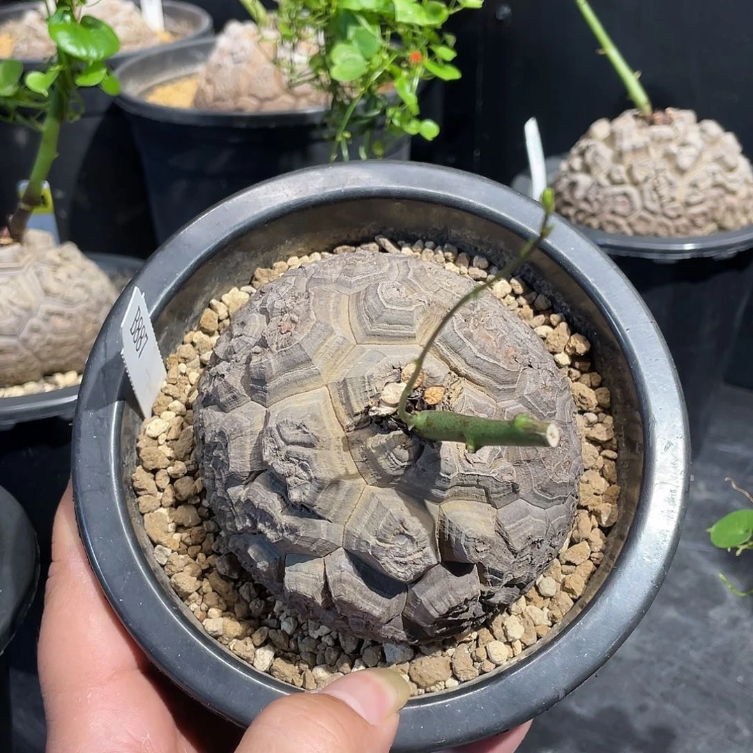 龟甲龙887号不退换