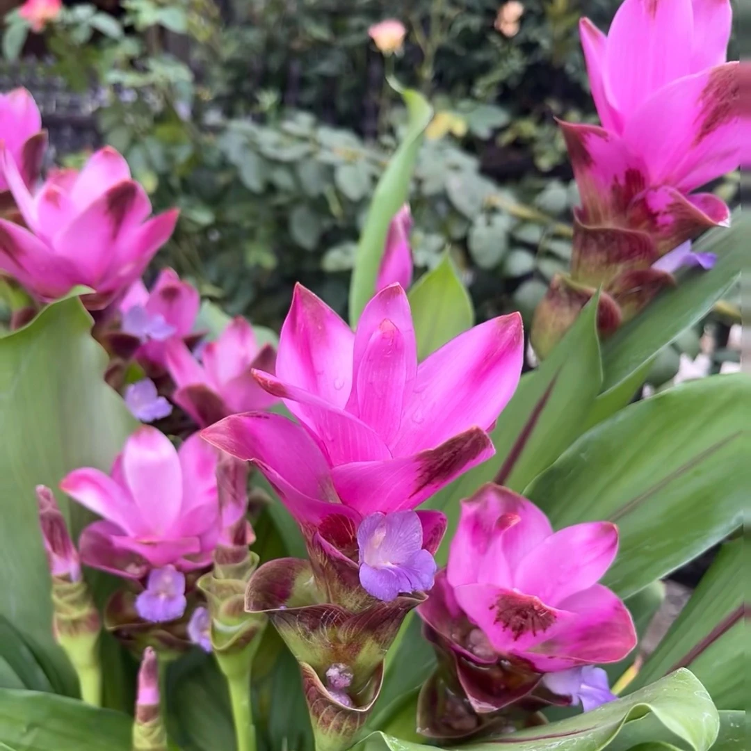 姜荷花盆栽庭院阳台多年生植物喜光照易养护