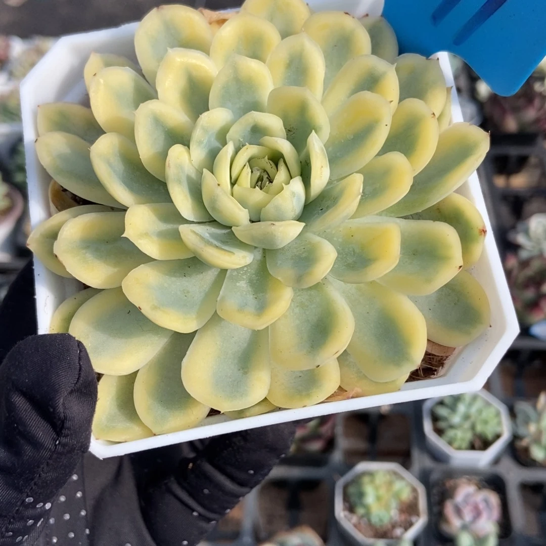 891草莓冰锦多肉植物