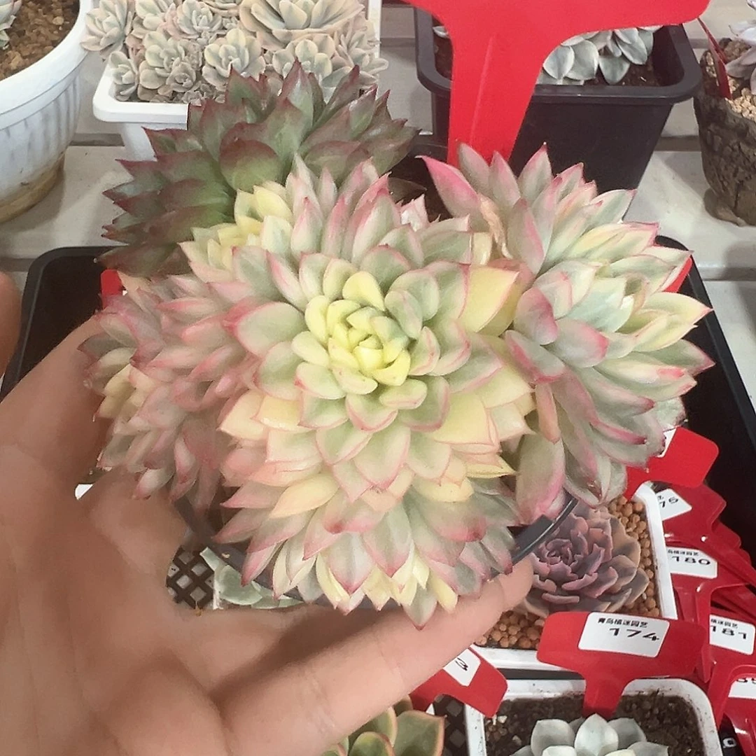 167号女雏锦多肉植物