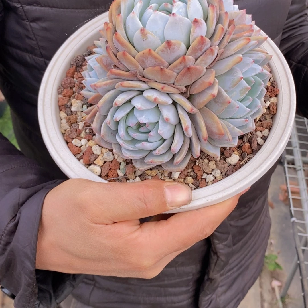 ～****～56号橙梦露手捧