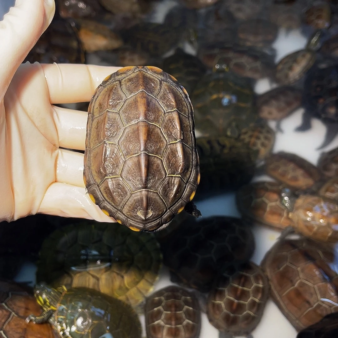 言****中华草龟公母搭配