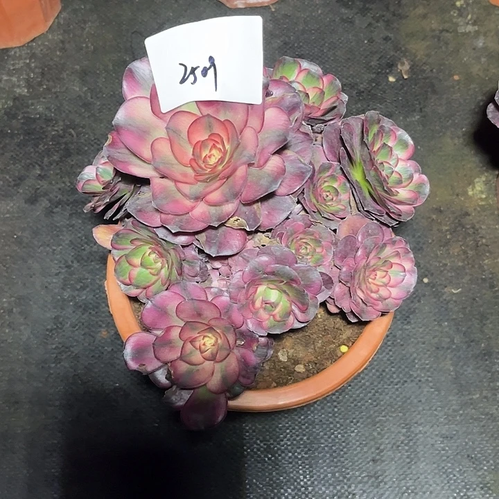 魅锦多肉植物保护2509