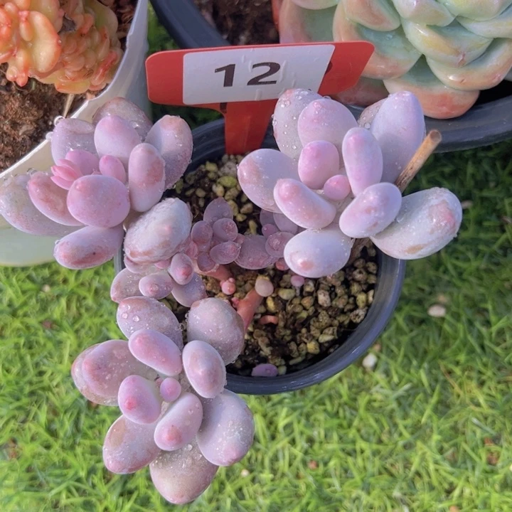 健健康康平平安安