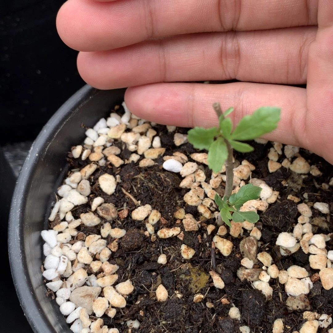 沙***2完全开放阿拉伯玛丽没药扦插带盆