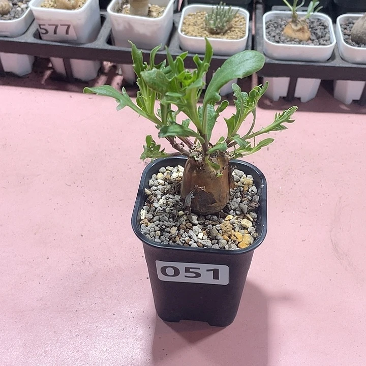 051产地瓶干厚墩菊