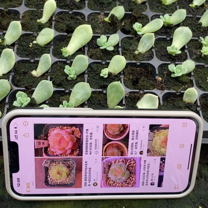 明眸芽苗一个多肉