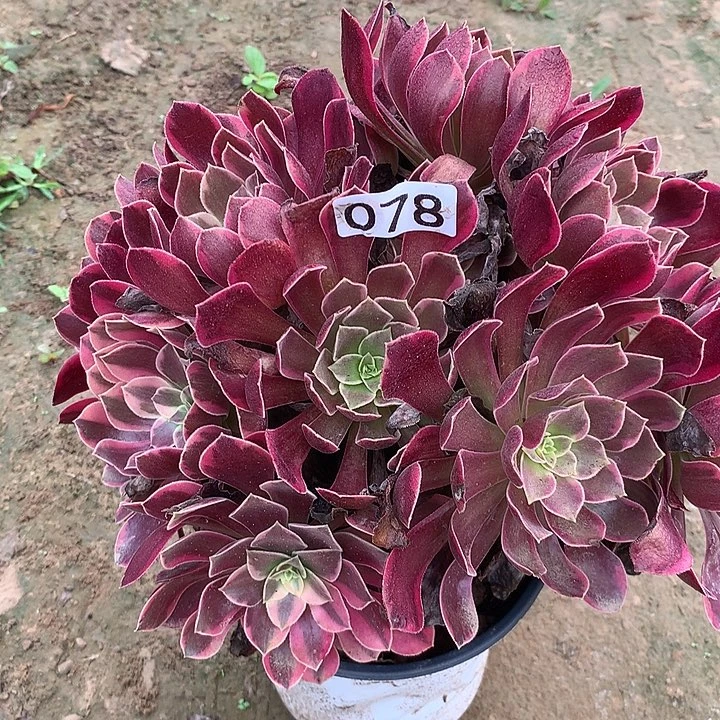 无花朵078金丝缺多肉植物