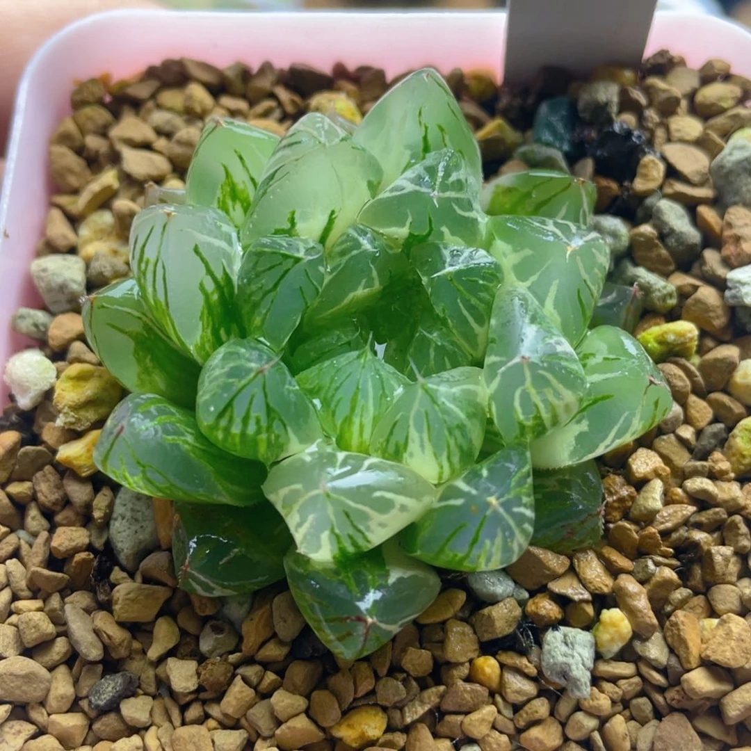 21.十二卷多肉水晶实生玉露锦。