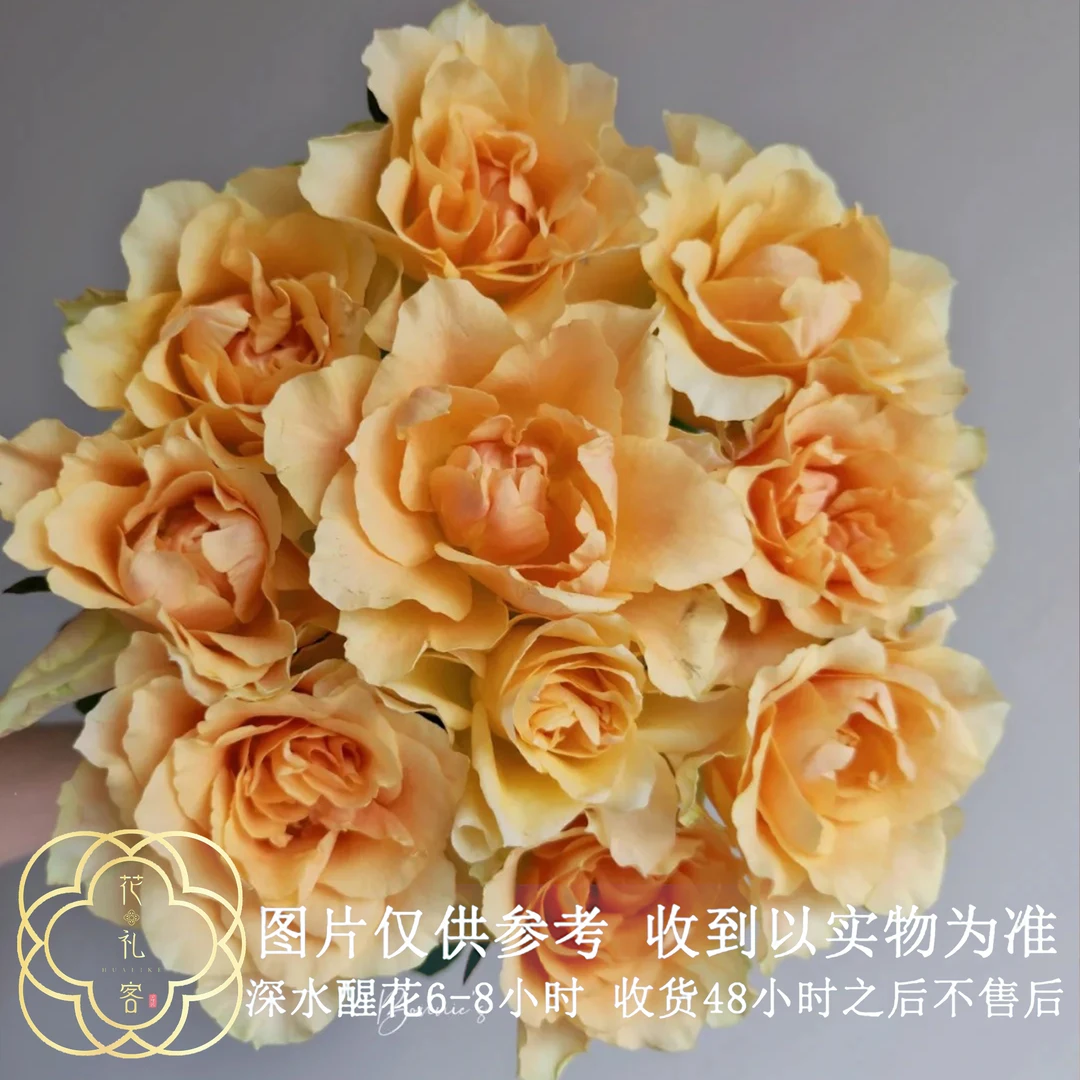 七叶花坊#【图兰朵-百利信】高品质玫瑰 鲜花优选 顺丰直发