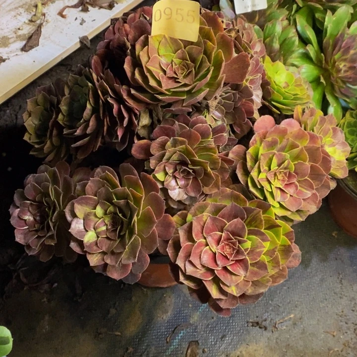 花月夜多肉断头不包0955