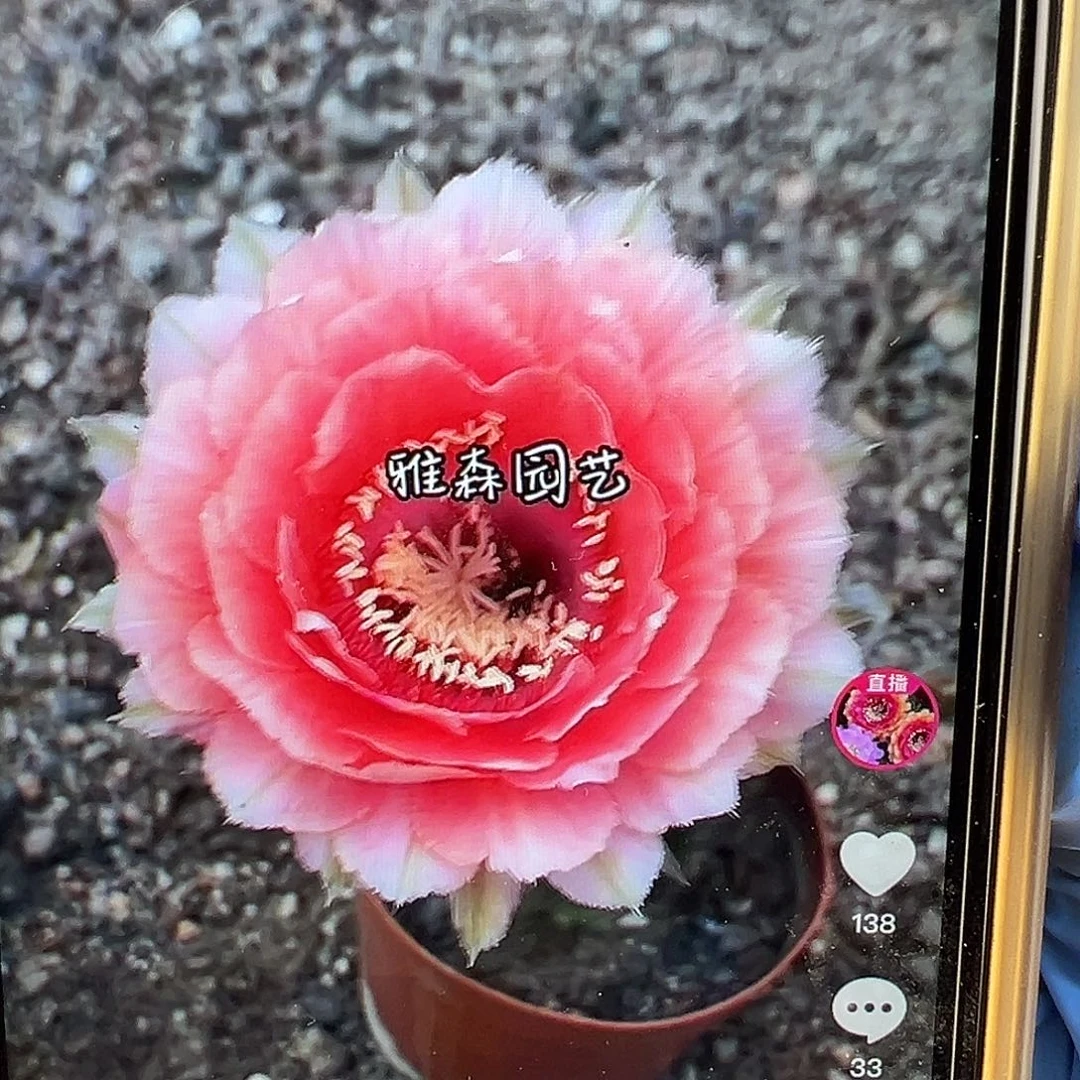 雅森507自根球，直径5-6公分左右