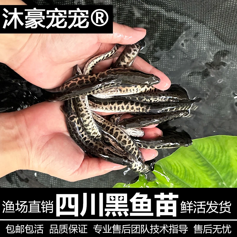 沐豪宠宠【黑鱼】财鱼生淡水好养斑鱼凶猛观赏鱼肉食性冷水乌鱼苗