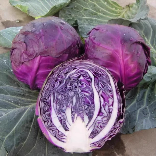 云南高原新鲜紫甘蓝可生吃适合做沙拉的优质蔬菜