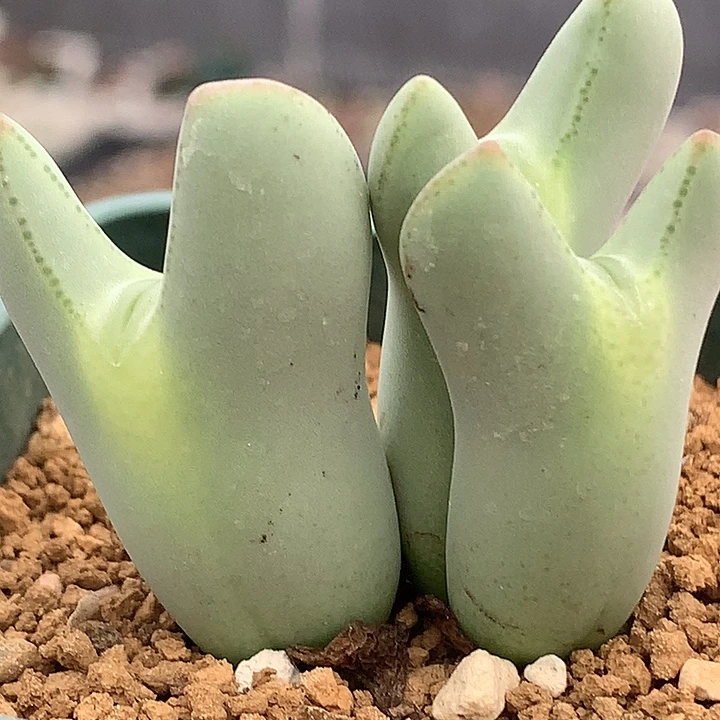 精品多肉植物毛嘟嘟少将