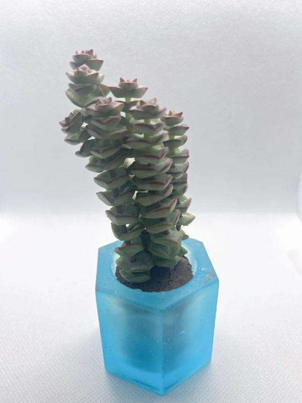 精品无土多肉   钱串串（➕盆颜色是随机发货）