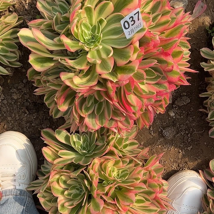 2.19-37女巫多肉植物4